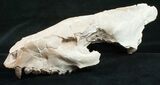 Oreodont (Merycoidodon) Skull - Nebraska #10747-1